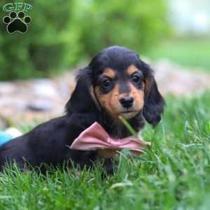 Barbie, Dachshund Puppy
